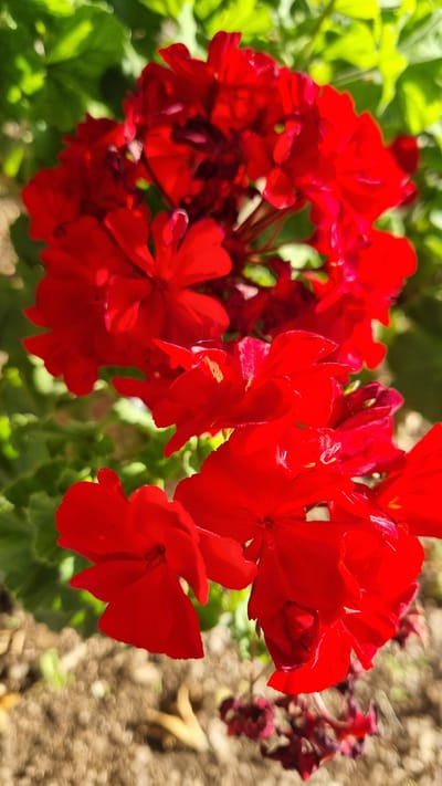 A cluster of vibrant red geranium flowers is in full bloom, with their petals slightly unfurling. The flowers are arranged in a dense formation, with some blossoms appearing in sharp focus while others are softly blurred by the depth of field. The background is a mix of lush green leaves and a patch of light brown soil, suggesting an outdoor setting. The sunlight catches the petals, highlighting their delicate texture and creating subtle shadows. In the lower part of the frame, dried, dark red flower buds are visible, hinting at the cyclical nature of the plant. The overall impression is one of natural beauty and vitality. The image was taken in the vicinity of Limani Litochorou, Greece, a coastal area known for its natural landscapes.