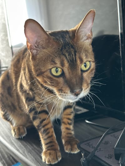 A Bengal cat with striking yellow eyes and characteristic spotted tabby markings sits on a dark wooden surface. The cat is facing forward, its ears are perked, and its gaze is directed slightly to the right. Its front paws are visible, resting on the surface, and its striped legs are also apparent. In the background, to the right, is a dark, reflective surface, possibly a television screen or a piece of electronic equipment. To the left, a bright, out-of-focus area suggests natural light coming from a window with sheer curtains. The scene is indoors, with a generally soft lighting environment. There is no indication of the city of Gornyi Erik, Russia, within the image.