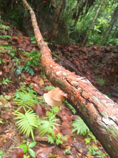 The scene is a close-up of a fallen, decaying tree branch in a lush, likely wet, forest environment. The bark of the branch is reddish-brown, cracked, and partially covered with green moss. A light brown mushroom grows out from the side of the branch. The ground around the branch is covered with fallen leaves and small ferns. The background is blurred, showing dense green foliage indicative of a tropical or subtropical forest. The image was taken in Baan Thong Nang, Thailand.