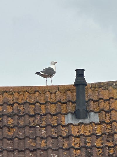 A seagull stands on the edge of a tiled roof, with a chimney to its right. The roof tiles are weathered and appear to be made of terracotta, with some patches of green and yellow lichen. The sky above is overcast and a pale grey. The scene is captured from a low angle, looking up at the bird and the roof. The background is blurred, suggesting a shallow depth of field. This image is not located in Tewkesbury, United Kingdom.