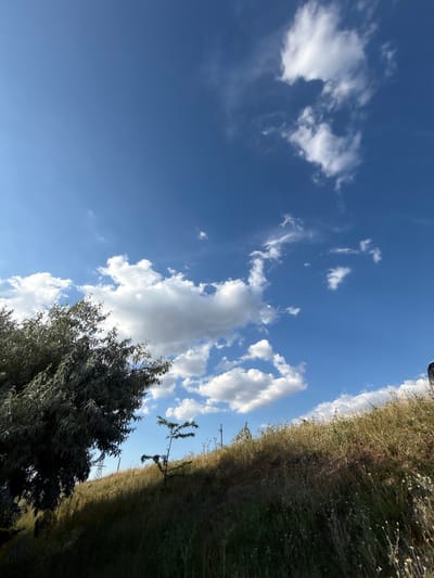 The image captures a sunny day with a bright blue sky dotted with scattered white clouds. In the foreground, a grassy hillside slopes upward, covered in dry grasses and small wildflowers. On the left side of the frame, a large, leafy tree with dark green foliage is prominently featured. A smaller, sparsely branched tree stands further up the hillside. The environment appears to be a natural or semi-natural area, possibly on the outskirts of a settlement. The sky and vegetation suggest a warm climate. The location is described as Пушкинское сельское поселение, Ukraine.