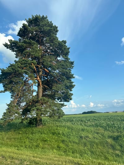 The image depicts a solitary, mature pine tree standing tall in a lush green field under a bright blue sky dotted with wispy white clouds. The tree's dense foliage, characteristic of a pine, casts a soft shadow on the surrounding grassy terrain. Beyond the tree, the landscape unfolds into a vast expanse of green farmland, possibly a cornfield, stretching towards a distant treeline. In the far distance, a few buildings are visible, suggesting the presence of a rural settlement. The overall scene evokes a sense of peaceful, natural beauty in a rural setting, likely in the area of Ладзеніцкі сельскі Савет, Belarus.
