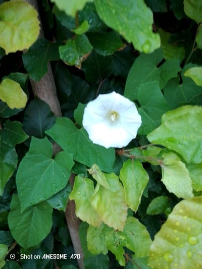 The image shows a close-up view of a white bindweed flower in full bloom, centered amidst a lush backdrop of dark green, heart-shaped leaves. Some leaves are tinged with yellow and have visible water droplets, suggesting recent rain or dew. A portion of a woody stem runs vertically through the left side of the frame. The overall scene is naturalistic and outdoors. The text overlay in the bottom left corner, "Shot on AWESOME A70", indicates the image was captured with a Samsung Galaxy A70 phone. While the image itself does not provide specific geographic markers, such common flora and photographic metadata are not indicative of any particular location within Lohmar, Germany, or any other city.