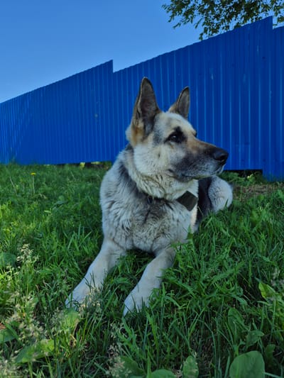 An adult German Shepherd dog lies on a green grassy lawn in front of a bright blue corrugated metal fence under a clear blue sky. The dog is facing to the right of the frame, with its head tilted slightly upwards. Its fur is a mix of tan, black, and grey. The dog is wearing a dark collar. The grass is lush and appears to be growing in a yard or park setting. The fence is tall and extends across the background of the image. Sunlight illuminates the scene from the right, casting subtle shadows on the grass. There are no people visible in the image. This scene is likely from the city of Дойная, Russia, given the context.