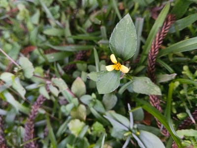 The scene depicts a macro-level view of uncultivated ground vegetation in Stueng Saen, Cambodia. Centrally positioned is a small herbaceous plant, approximately 5-7 cm in height, bearing light green, ovate leaves. A single yellow flower, possessing four distinct petals and a darker yellow central cluster of reproductive organs, is prominent on this plant. Surrounding the central plant is a dense array of various green foliage, including slender blades of grass and broader-leafed plants. To the upper right of the yellow flower, a reddish-brown inflorescence with a textured, braided appearance extends vertically. The background consists of out-of-focus green plant material. No human figures, fauna, or artificial objects are present in the frame. The lighting is consistent with ambient daylight.