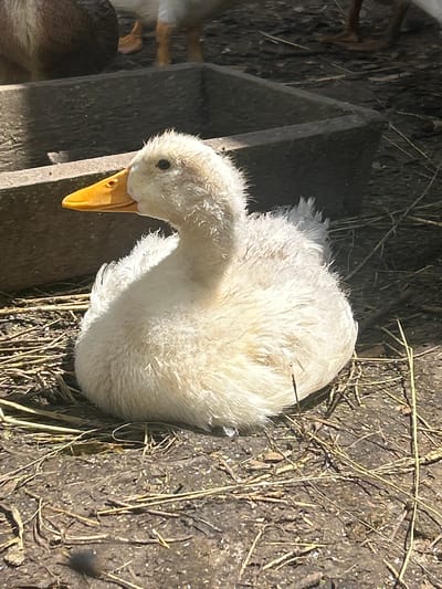 A fluffy, white duckling with a bright orange beak is sitting on a bed of straw and dirt. The duckling is facing to the left, its head turned slightly. In the background, a grey, concrete feeder is visible, and behind that, the legs of other ducks can be seen. The ground is dry and cracked, with scattered straw and small pebbles. The lighting suggests it is daytime, with the sun casting shadows. The scene is likely outdoors, in a rural or farm environment. The location is given as Vyshevychi, Ukraine.