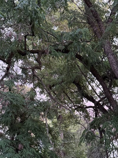This is a medium shot, eye-level, outdoor, natural light photograph of trees with green leaves and brown branches. The scene is densely packed with foliage and tree trunks, obscuring the background and any potential horizon. The tree branches are intricate and intertwined, with some appearing gnarled and aged, covered in lichen or moss. Hanging from some of the branches are dried seed pods. The overall impression is of a lush, overgrown natural environment. The image was taken in the vicinity of Masalovka, Russia. No people or specific actions are visible in the frame.