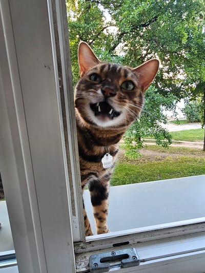 A Bengal cat with green eyes and a black and brown spotted coat is looking down from a window. The cat's mouth is open, revealing its teeth and pink tongue, and its ears are perked up. It is wearing a white tag with "Boris" written on it. The cat is positioned in the foreground, with its body partially visible as it leans into the frame. In the background, lush green trees and grass are visible, suggesting an outdoor setting on a sunny day. The image is taken from a low angle, looking up at the cat. The window frame is white and appears to be made of plastic. A metal latch is visible on the right side of the window frame. The overall impression is a playful and curious feline capturing attention from its perch.