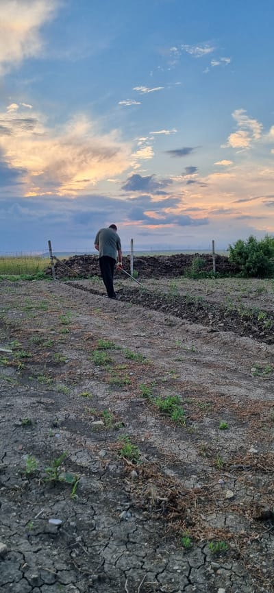 In Blizhnee, Ukraine, a man in a dark green t-shirt and black pants is tilling soil with a hoe in a field. The field is dry and cracked, with sparse green vegetation growing in patches. In the background, a pile of dark soil or compost is visible, bordered by a wire fence supported by wooden posts. Beyond the fence, a line of trees and what appear to be wind turbines are faintly visible on the horizon. The sky above is filled with dramatic clouds, illuminated by the warm hues of a sunset, creating a striking contrast between the earthy foreground and the vibrant sky.