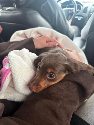 A brown dachshund puppy is nestled in a white blanket with a pink border in someone's lap. The person is wearing a brown jacket and is in a car. In the background, the steering wheel and driver are visible. The location is indicated as Mirabel, Canada, although there is no visual confirmation of this.