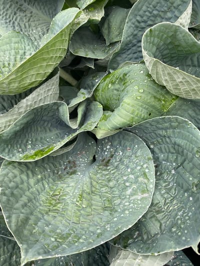 A close-up, top-down view captures a cluster of large, green hosta leaves, glistening with numerous water droplets. The leaves are deeply veined, with a textured, almost quilted appearance, and are layered over one another, creating a sense of depth and organic abundance. Some leaves are a dusty, muted green, while others are a brighter, more vibrant green, suggesting variations in light exposure or the stage of growth. The water droplets, varying in size from tiny specks to larger beads, are scattered across the surface of the leaves, reflecting the ambient light and highlighting the waxy texture of the foliage. The overall impression is one of freshness and dewiness, suggesting a recent rain or morning dew. The background is dark and out of focus, emphasizing the leaves as the sole subjects. No people, text, or specific location cues are visible, beyond the implied presence of a garden or natural outdoor setting in Pointe-Claire, Canada. The mood is tranquil and naturalistic, focusing on the intricate beauty of plant life after a rainfall.