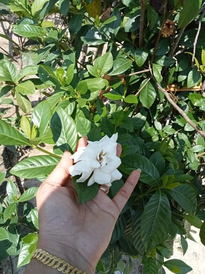 A hand with a gold bracelet and a ring is holding a white gardenia flower in front of a dense green bush. The hand is positioned on the left side of the frame, with the flower slightly off-center to the left. The bush has dark green, glossy leaves and several branches visible. The background is out of focus but suggests a slightly dry, possibly paved ground. The lighting indicates it is daytime with sunlight creating shadows. The location is specified as Matangsijuek Timur, Indonesia.