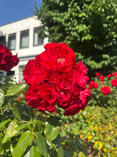 A cluster of vibrant red roses dominates the foreground of this image, set against a backdrop of lush greenery and a modern white building. The roses are in full bloom, with multiple layers of petals creating a full and textured appearance. Sunlight illuminates the flowers, casting subtle shadows and highlighting the rich red hue. In the mid-ground, out-of-focus red roses create a sense of depth and abundance. Behind the flowers, a white building with dark-framed windows stands under a clear blue sky. The building appears to be a residential or commercial structure, characterized by its clean lines and minimalist design. The overall impression is one of a sunny day in an urban garden setting. This image was taken in Kassel, Germany, near the Karlsaue park, where numerous rose gardens are present, particularly around the Orangerie.