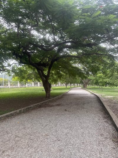 A gravel pathway curves through a park-like setting in Maracay, Venezuela, bordered by a manicured lawn on the left and a strip of dirt and grass on the right. The pathway is shaded by the expansive branches of a large tree with delicate, feathery leaves that dominate the foreground and upper portion of the image. The tree's trunk, thick and gnarled, is visible on the left side of the path. In the middle ground, a white fence runs along the edge of the lawn, with more trees and vegetation visible beyond it, suggesting an urban park or botanical garden. The sky is overcast, casting a soft, diffused light on the scene. There are no people or animals clearly visible in the frame. The overall atmosphere is peaceful and natural.