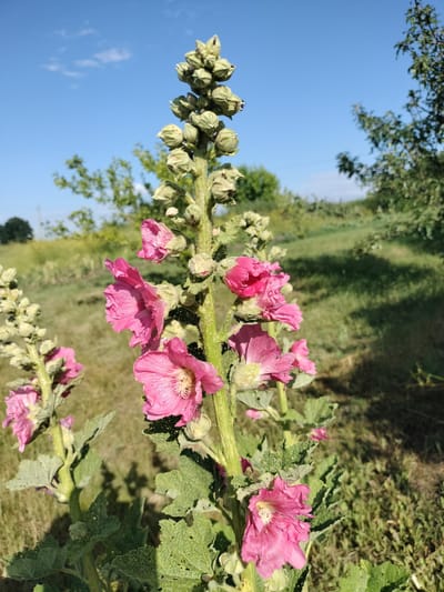 In the city of Lykhove, Ukraine, a close-up shot captures a tall stalk of pink hollyhock flowers against a backdrop of a clear blue sky and lush green vegetation. The hollyhocks, with their vibrant pink petals and textured surfaces, are the primary subjects. Several flowers are in bloom, while others are still developing buds at the top of the stalk. The leaves of the hollyhocks are broad and green, showing some signs of wear and tear. The surrounding environment is a natural landscape with grass and trees. The lighting suggests it is daytime, with sunlight casting shadows on the ground.