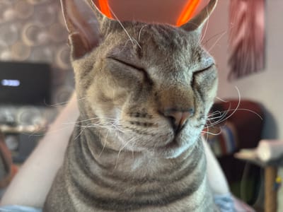 A close-up, eye-level shot captures a tabby cat with its eyes gently closed, suggesting it is sleeping or deeply content. The cat's fur features distinct brown and grey striped patterns, and its long white whiskers are prominent. Its ears are perked, and a vibrant orange or red light source is visible in the blurry background, casting a warm glow behind the cat's head. The cat appears to be resting on a person, with a light-skinned arm partially visible along the left side and bottom of the frame, supporting the animal.
The background is heavily out of focus, creating a soft bokeh effect. Distinguishable elements in the blurred background include circular light patterns, possibly from fairy lights or a decorative lamp, and a dark, rectangular object with a horizontal blue-white light, likely an electronic screen or device. The overall scene conveys a sense of peaceful domesticity. There is no visible text. The image was taken in Natukhayevskaya, Russia.