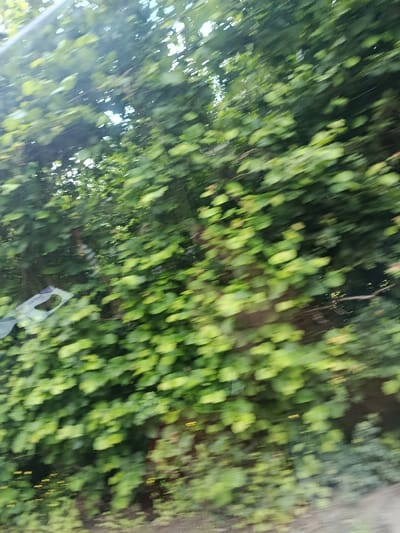 The image shows a blurry view of a thick green bush, possibly a hedge, from the window of a moving vehicle. The foliage is out of focus and the only discernible details are the green leaves and branches. The location is in Illingen, Germany, with coordinates of latitude 49.396, longitude 7.088. Due to the blur, no people, objects, or actions are visible in the image.