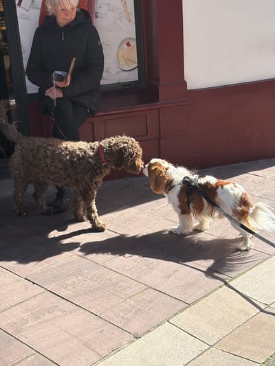 The scene depicts an outdoor interaction between two dogs on a paved sidewalk in Saint-Jean-de-Luz, France. The background consists of a building facade featuring a dark red lower section and a white upper wall, with a display window behind a seated individual.

A Caucasian female, identifiable by her light hair, black puffer jacket, dark pants, and dark boots, is seated on or leaning against the dark red portion of the building on the left. She holds a small, rectangular object in her right hand.

Two dogs are central to the frame, positioned nose-to-nose in an apparent greeting. The dog on the left is a medium-sized canid with light brown, curly fur, wearing a red collar. Its leash is partially visible, extending towards the seated woman. The dog on the right is a smaller King Charles Spaniel-type, displaying white and reddish-brown fur patches. It wears a black harness, with a black leash extending out of the frame to the lower right.

The pavement consists of rectangular, brownish-grey paving stones. Bright sunlight illuminates the scene from the left, casting distinct, elongated shadows of the dogs and the woman's legs onto the ground.