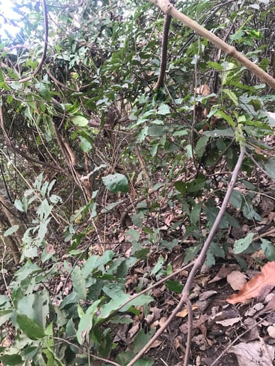 The scene depicts a dense, overgrown natural environment, identified as being within Ogodo, Nigeria. The foreground and midground are dominated by a tangle of green foliage and numerous brown branches of varying thicknesses. Many of the green leaves exhibit signs of insect damage, appearing perforated or irregular. The ground is largely obscured by a thick layer of fallen, dry brown leaves and visible dark soil. A prominent, elongated, dark brown, textured cylindrical object, possibly a seed pod or vine, hangs vertically in the upper-middle left area. In the lower right, a distinct light brown, dried leaf rests on the ground amidst other debris. Natural light illuminates the scene, with no discernible human presence, actions, or manufactured objects.