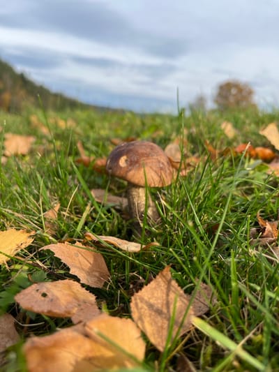 A low-angle, forensic photograph captures a single mushroom (likely a Leccinum species) growing in a grassy field in a natural area within or near Oppenau, Germany. The mushroom is centrally positioned, featuring a light brown, convex cap with a small, circular, lighter-colored imperfection on its upper surface. Its robust, off-white to light brown stem, which appears slightly textured, extends vertically from the ground.

The mushroom is surrounded by vibrant green grass, interspersed with numerous scattered, dry, yellowish-orange to light brown deciduous leaves, indicative of an autumn setting. Some darker green moss or small undergrowth is visible at the base of the mushroom. The foreground also contains several blurred, fallen leaves.

In the blurred background, a verdant, sloping hillside or forested area is visible on the left. Towards the right, a defoliated or sparsely foliated deciduous tree stands against the horizon. The sky overhead is overcast, displaying a uniform light gray cloud cover. No individuals, animals, artificial structures, or overt actions are depicted. The scene is illuminated by natural, diffuse daylight.