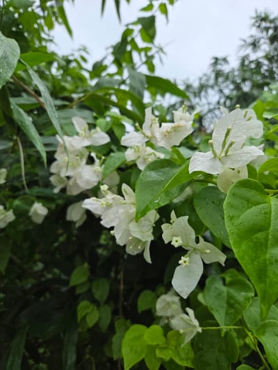 In Koh Toch Village, Cambodia, on a cloudy day, a close-up shot focuses on a cluster of white Bougainvillea flowers interspersed with lush green leaves. Some of the leaves and petals are still wet, with visible water droplets, suggesting recent rainfall. The flowers are delicate, with thin, papery petals and small, light-colored stamen. The background is a blur of more green foliage and the overcast sky, creating a soft, naturalistic setting.