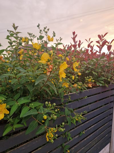 In Salford, United Kingdom, a close-up, eye-level shot captures a garden fence adorned with vibrant yellow flowers and lush green foliage. The wooden fence, painted a dark, matte grey, is comprised of horizontal slats, suggesting a modern design. Behind the fence, a dense growth of St. John's Wort, identifiable by its bright yellow, star-shaped flowers and numerous buds, spills over the top. Interspersed with the yellow flowers are branches of red-leafed plants, adding a striking contrast to the scene. The sky above is overcast with hints of pink and orange, indicating either sunrise or sunset, and faint power lines are visible against the muted sky. The image is characterized by its shallow depth of field, with the foreground in sharp focus and the background slightly blurred, drawing attention to the intricate details of the flowers and leaves.