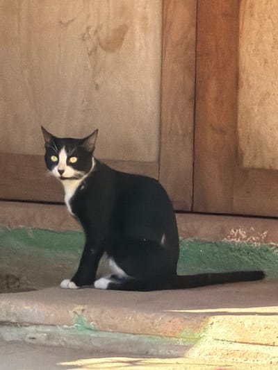 A black and white tuxedo cat is observed sitting on a concrete ledge in Mazunte, Mexico. The cat has predominantly black fur, with white markings on its muzzle, chest, belly, and paws. Its yellow eyes, reflecting direct sunlight, are directed towards the viewer. A small white patch is visible on the cat's right flank. Behind the animal, a light brown textured wall, exhibiting vertical delineations consistent with wood paneling or weathered stucco, rises above a strip of worn green matting. The scene is brightly illuminated by natural light, indicating an outdoor or semi-sheltered daytime environment. No other subjects or individuals are present.
