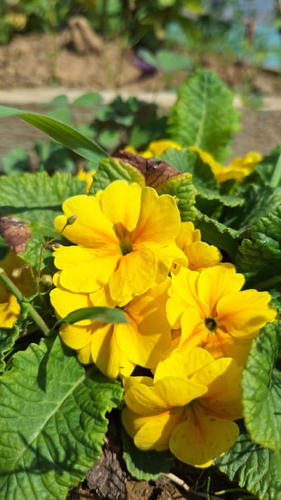A close-up, low-angle outdoor photograph shows several bright yellow primrose flowers in bloom, clustered together and surrounded by lush green leaves. The flowers have five petals each and are illuminated by bright sunlight, casting shadows. Some of the petals have a deeper orange hue towards the center. The background is softly blurred, showing dry brown earth and more green foliage. A few dried, brown leaves are interspersed among the green ones. The scene appears to be in a garden or natural setting, likely in the city of Nogliki, Russia, given the context provided.