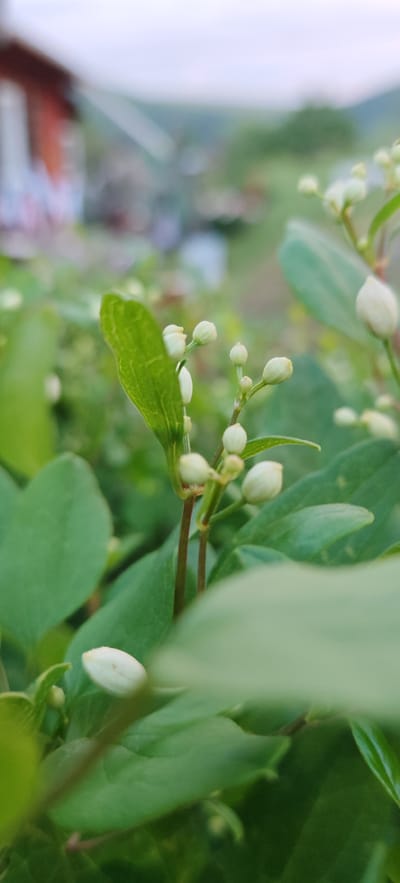 The image displays a close-up view of a plant with small, white, unopened flower buds and vibrant green leaves. The focus is sharp on the plant in the foreground, while the background is blurred, showing hints of a red structure, possibly a building, and a soft, overcast sky. The scene appears to be outdoors in a natural setting, with foliage extending into the foreground, creating a sense of depth. There are no people or animals visible in the image. The lighting suggests it is daytime, likely early morning or late afternoon, given the soft light and muted colors in the background. The location is identified as Altayskoye, Russia, implying a rural or semi-rural environment consistent with the natural elements present.