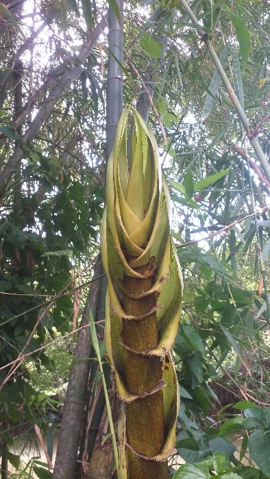 A juvenile bamboo culm, or shoot, is captured in a vertical orientation within a dense bamboo grove in Serdang, Indonesia. The prominent shoot, positioned left-of-center and measuring approximately 70% of the image height, presents a robust, tapered structure. Its exterior is composed of multiple overlapping, light green to yellowish-brown sheaths, which progressively narrow towards the apex. The sheaths reveal darker brown, fibrous interior sections and exhibit minor brown spots and irregular edges. The background is populated by numerous mature bamboo culms of varying diameters, appearing light green to grayish-brown, intertwined with an abundance of vibrant green bamboo foliage. Natural daylight filters through the canopy, creating highlights on some leaves and the upper portion of the central shoot. No individuals, animals, or artificial structures are present within the frame.