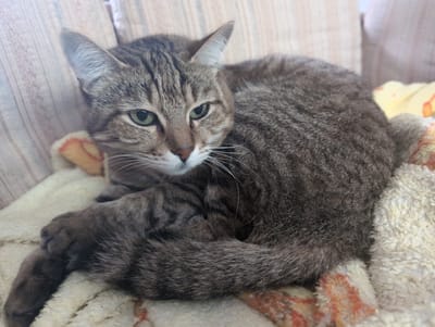 A tabby cat lies curled up on a plush, patterned blanket. The cat has grey-brown fur with dark stripes, white whiskers, and green eyes. Its paws are crossed in front of it, and its tail curls around its body. The blanket has a light cream color with orange and yellow patterns. The background appears to be a couch or bedding with a beige color. There is no indication of location.