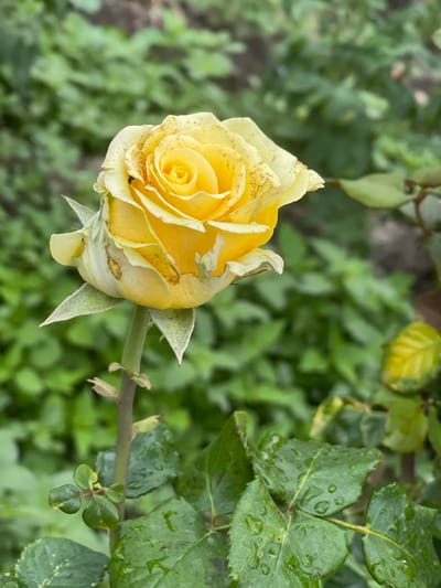 A single yellow rose is captured in a close-up shot against a blurred green background. The rose appears to be in the early stages of blooming, with its petals tightly furled in the center and slightly more open towards the edges. Some of the outer petals show browning and spotting, suggesting age or slight damage. A small, dark insect is visible on one of the upper petals. The rose stem is green and spiky, with a few small leaves. The background consists of lush green foliage, likely other plants or bushes, with some leaves showing water droplets, indicating recent rain or dew. The overall setting appears to be a garden or natural outdoor environment. The image does not contain any individuals or specific urban features that would allow for a precise location within Кызыл-Тоо, Kyrgyzstan.