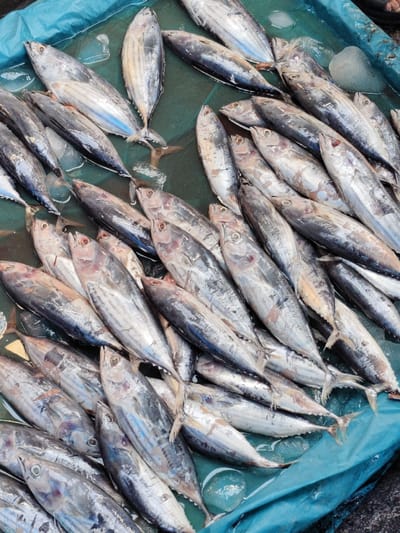 A pile of fresh tuna fish lie on a blue plastic sheet, likely at a market or seafood display. The fish are mostly silver with darker stripes along their bodies. They vary in size and are closely packed together, some partially submerged in water. A few small ice cubes are scattered among them. The arrangement suggests a recent catch ready for sale.