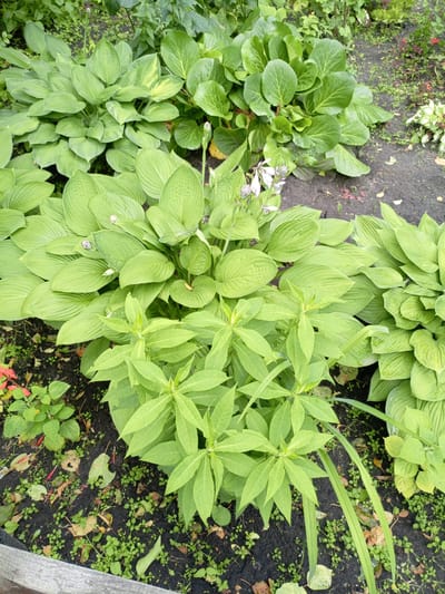 The image depicts a garden bed in Shadrinsk, Russia, with various leafy green plants. In the foreground, a hosta plant with large, textured green leaves is prominent. To its left, a smaller plant with lighter green, more pointed leaves is visible. To the right and in the background, other hosta plants with varying shades of green and some variegation are present. The ground is covered with dark soil, interspersed with small green weeds and fallen leaves. There are also a few delicate white flowers with purple accents emerging from one of the hosta plants. The overall impression is of a well-established, lush garden in a natural setting.