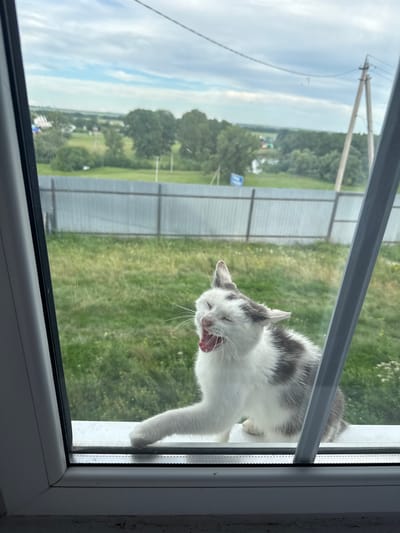 A gray and white cat is pictured mid-yawn on a white windowsill, viewed through a glass pane. The cat's mouth is open wide, revealing its tongue and teeth, and its eyes are closed. Its left paw is extended forward. Outside the window, a green, grassy field is visible, bordered by a metal fence and trees in the distance. A utility pole with power lines stands against a cloudy sky. The scene appears to be located in Tuishevo, Russia.