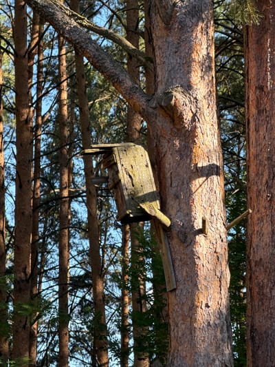 An old, weathered wooden birdhouse is affixed to the trunk of a large pine tree in a dense forest. The birdhouse is tilted and appears to be in disrepair, with missing or broken pieces of wood. The tree trunk is rough and textured, with visible bark patterns. The background consists of a dense stand of pine trees, with sunlight filtering through the branches and illuminating parts of the scene. The sky is visible in the upper portions of the image, appearing a clear blue. This scene is located in the city of Ovsyanka, Russia.