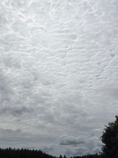 The image shows a cloudy sky over a dense, dark forest. The clouds are white and grey, with a textured, rippled appearance, and they cover the majority of the frame. The tops of dark green coniferous trees are visible along the bottom edge of the image, forming a dark silhouette against the lighter sky. On the right side of the frame, a portion of a dark green leafy tree canopy is visible, extending into the sky. The scene appears to be a natural landscape, likely in or near Kaulakiai, Lithuania, given the context of the location. There are no people or specific objects identifiable in the image, other than the natural elements of trees and clouds. The lighting is diffused, consistent with an overcast day.