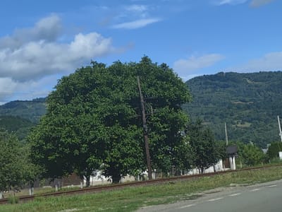 A wide-angle, eye-level outdoor shot captures a rural scene in Leordina, Romania, on a bright, sunny day. The foreground features a section of railroad track running horizontally across the frame, bordered by a grassy verge. Beyond the tracks, a large, lush green tree with a thick canopy dominates the center-left of the image. A wooden utility pole stands near the tree, supporting electrical wires that stretch towards the left edge of the frame.
In the mid-ground, a white building with a darker roof is partially visible behind the large tree. To the right of this building, a smaller, dark-roofed structure stands next to a fence. More trees and foliage are interspersed throughout this area.
The background is characterized by rolling, densely forested hills that recede into the distance. The sky above is a vibrant blue, dotted with scattered white clouds, some of which are elongated and wispy. The overall impression is one of natural beauty and tranquility in a rural setting. There are no people or animals visible in the image.