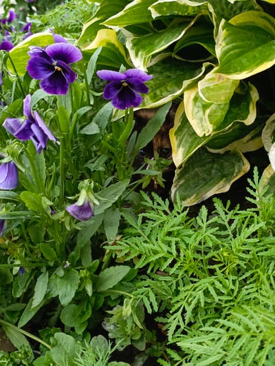 A small, dark-furred animal with wide, curious eyes peeks out from behind large, variegated hosta leaves in a garden setting. The animal's face, visible between the green and yellow-edged foliage, shows its ears and the bridge of its nose. In the foreground and to the left of the hostas, several purple pansy flowers are in bloom, their delicate petals adding a splash of color to the scene. Lush green foliage, including some feathery leaves, fills the rest of the frame, suggesting a well-tended garden. The overall impression is one of a hidden creature observing its surroundings from the shelter of dense vegetation in the city of Irnykshe, Russia.