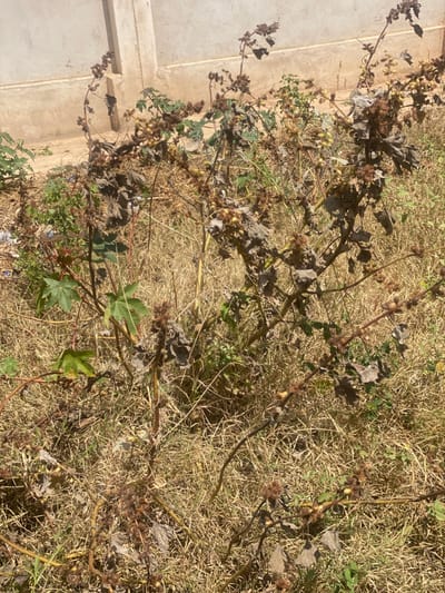 The image shows a close-up view of a patch of dry, withered vegetation. The plant is brown and yellow, and the leaves are mostly absent. The stems are thin and brittle, and the plant appears to be dead. There is some dry grass and dead leaves around the plant. The image was taken in Dodoma, Tanzania, at the location with coordinates latitude: -6.154, longitude: 35.788. The location is outdoors, and the image is taken from a ground-level perspective. The weather appears to be sunny and dry. There are no people or animals present.