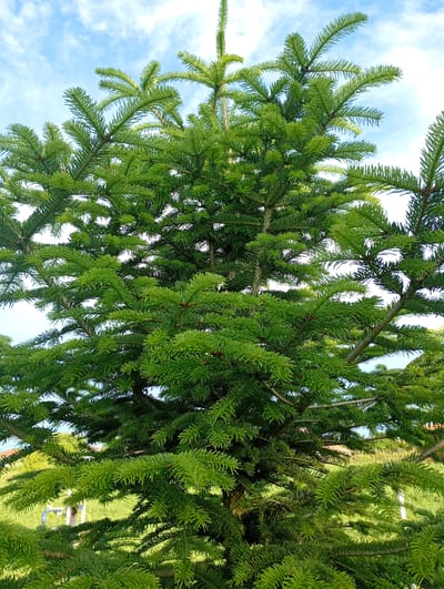 The image displays a close-up, full-frame view of a vibrant green coniferous tree, likely a fir or spruce, under a clear blue sky with scattered white clouds. The tree's dense foliage consists of numerous short, flat, rich green needles. Lighter, brighter green growth is visible at the tips of many branches, indicating new development. Small, reddish-brown buds or nascent cones are also interspersed among the needles.

The branches are thick and extend throughout the frame, with the central leader of the tree prominently visible towards the top. Through gaps in the lower branches, hints of a distant, green landscape can be seen, including what appears to be fields or grass, and potentially part of a building with a red-tiled roof in the background.

The lighting suggests it is daytime, under sunny conditions. No people or animals are visible, and no specific activity is taking place other than the natural growth of the tree. There is no visible text. The scene conveys a sense of natural tranquility and abundant greenery, situated in an outdoor environment, consistent with the Roza, Bulgaria location context.