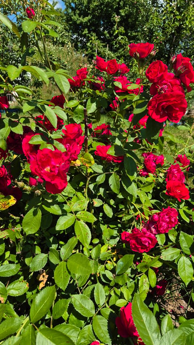 A close-up, vertical shot captures a dense bush of vibrant red roses in full bloom under natural daylight. The roses are clustered together, with some fully opened and others in various stages of unfurling. Lush green leaves, some showing signs of slight discoloration, surround the blossoms. The background reveals further foliage and hints of a sunny sky peeking through the branches of taller trees. The scene is set in an outdoor environment, likely a garden, within the agricultural area of Tsyarenicki village council, Belarus.
