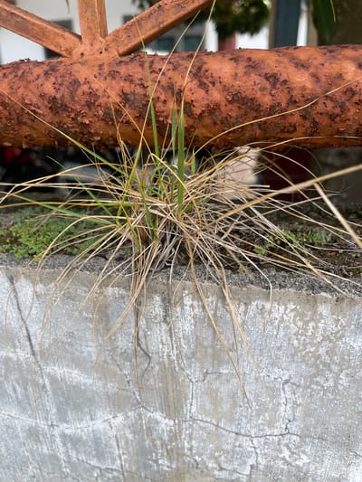 The image captures a close-up, vertical view of a cluster of dry grass growing out of a crevice between a rusty metal pole and a cracked concrete wall. The metal pole on the left is heavily oxidized, showing a rough, reddish-brown surface with patches of dark pitting. Some parts of the pole have a lighter, almost flaky texture. Intertwined with the grass are thin, dry stalks, some reaching towards the concrete. A few green blades of grass are mixed in, suggesting recent growth or the persistence of life.

The concrete wall on the right is textured and weathered, with visible cracks and lighter patches where the surface has worn away. The texture of the concrete is granular, with small pebbles embedded in its surface. A thin line of dark, damp material, possibly moss or soil, is visible in the crevice where the grass is growing.

In the blurred background, to the left of the metal pole, a hint of a building with white walls and possibly a window frame can be discerned, along with some greenery. To the left and lower down, there are suggestions of darker shapes, possibly part of a vehicle or other objects.

The scene appears to be outdoors, given the natural elements of grass, rust, and concrete. The lighting suggests it could be daytime, with no strong shadows indicating a specific time. The overall impression is one of nature's resilience, with plant life finding a foothold in an unlikely, man-made environment. There is no visible text in the image. The location context provided is Julicotmeurak, Indonesia.