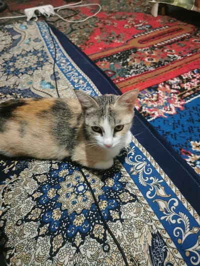 A calico kitten lies on a patterned rug with a blue and white floral design. The kitten has patches of orange, black, and white fur and is looking towards the viewer with yellow eyes. A black wire is visible on the rug, extending from the kitten's right side. In the background, another rug with a red and black pattern is visible, along with a white electrical outlet and some wiring. The lighting suggests it is daytime. The scene is set in a room, likely a home, with multiple rugs on the floor, indicating a warm indoor environment.