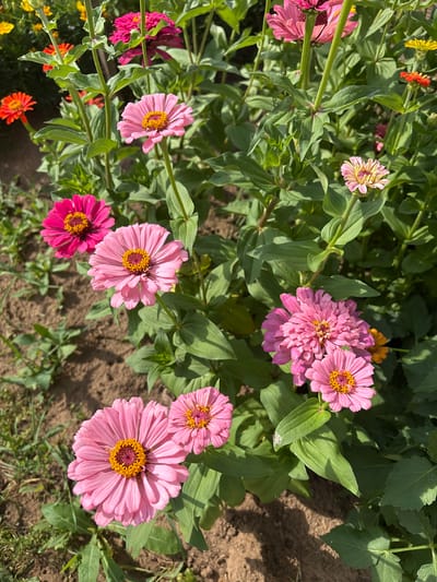 The image displays a close-up view of a garden filled with numerous blooming zinnias in various shades of pink and some orange and yellow flowers in the background. The zinnias are the primary subjects, with their layered petals and prominent yellow centers clearly visible. Green foliage surrounds the flowers, with some leaves showing signs of slight damage or weathering. The ground beneath the flowers appears to be dark soil with patches of dry grass and some weeds. The lighting suggests it is daytime, with sunlight casting shadows on the ground and highlighting the vibrant colors of the flowers. The scene is an outdoor garden setting, typical of a residential or public garden. The provided hints indicate that this image may be associated with the city of Большелуг, Russia, though this context cannot be visually confirmed from the image alone. There are no people, animals, or discernible man-made structures visible in the frame, focusing the composition entirely on the floral display.