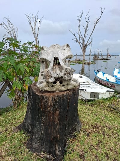 The image shows a large, weathered, bone-like structure, possibly a skull, situated atop a tree stump. The stump is charred black and surrounded by lush green grass. The location is Karagita, Kenya, with coordinates -0.772 latitude, 36.419 longitude. Two boats, partly obscured, are visible in the background, partially submerged in water.  There are several dead trees in the background, and vegetation grows around the stump and in the distance. The sky is overcast with a light cloud cover.