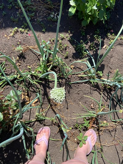 The image shows a close-up view of a garden bed with several plants, including what appear to be mature onion plants with their seed stalks extending upwards. The ground is dark soil, with some dry leaves and small green weeds scattered throughout. Sunlight casts distinct shadows, suggesting it is daytime, likely mid-morning or afternoon.
In the foreground and mid-ground, two bare feet wearing light pink flip-flops are visible, indicating a person is standing or walking in the garden. The person is wearing light pink pants. The overall scene is that of an outdoor garden setting, possibly a home garden, given the presence of the feet and the type of plants. The plant with the white, spherical flower head is particularly prominent.
There are no visible signs or text within the image. The image is taken from a top-down perspective, looking down at the garden bed and the person's feet. The location context of Rozkvit, Ukraine, suggests a rural or suburban setting. The weather appears to be sunny and clear, contributing to the strong shadows. There are no discernible emotions conveyed by the image itself, other than a sense of everyday activity in a garden.