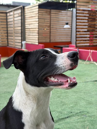 The image shows a medium close-up of a black and white dog with its mouth open, panting. The dog's head is tilted slightly upwards and to the right, revealing its pink tongue and white teeth. The dog is outdoors, with a green artificial turf surface visible in the foreground. In the background, there are wooden structures with slatted panels and some pink barriers. The lighting suggests it is daytime. The image does not provide any specific information about the city of Maracay, Venezuela.