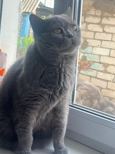 A grey cat with green eyes is positioned on a windowsill, with its body tilted and its head turned to look upwards. The cat's fur is dense and appears soft. Through the window, a brick wall is visible, showing signs of wear and discoloration. Some greenery and structures can also be seen in the background outside the window. The lighting suggests it is daytime. There is no visible text.