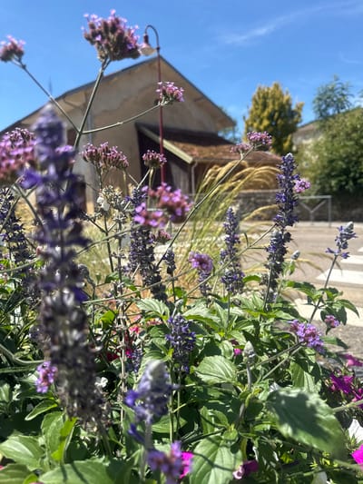 In Coteaux du Lizon, France, a close-up view of purple flowers and green foliage dominates the foreground under a bright blue sky. In the background, a rustic building with a brown roof and light-colored walls is visible, situated near a tree with yellow foliage. A red lamppost extends upwards from behind the building. The scene suggests an outdoor setting, possibly a garden or public space within the town.